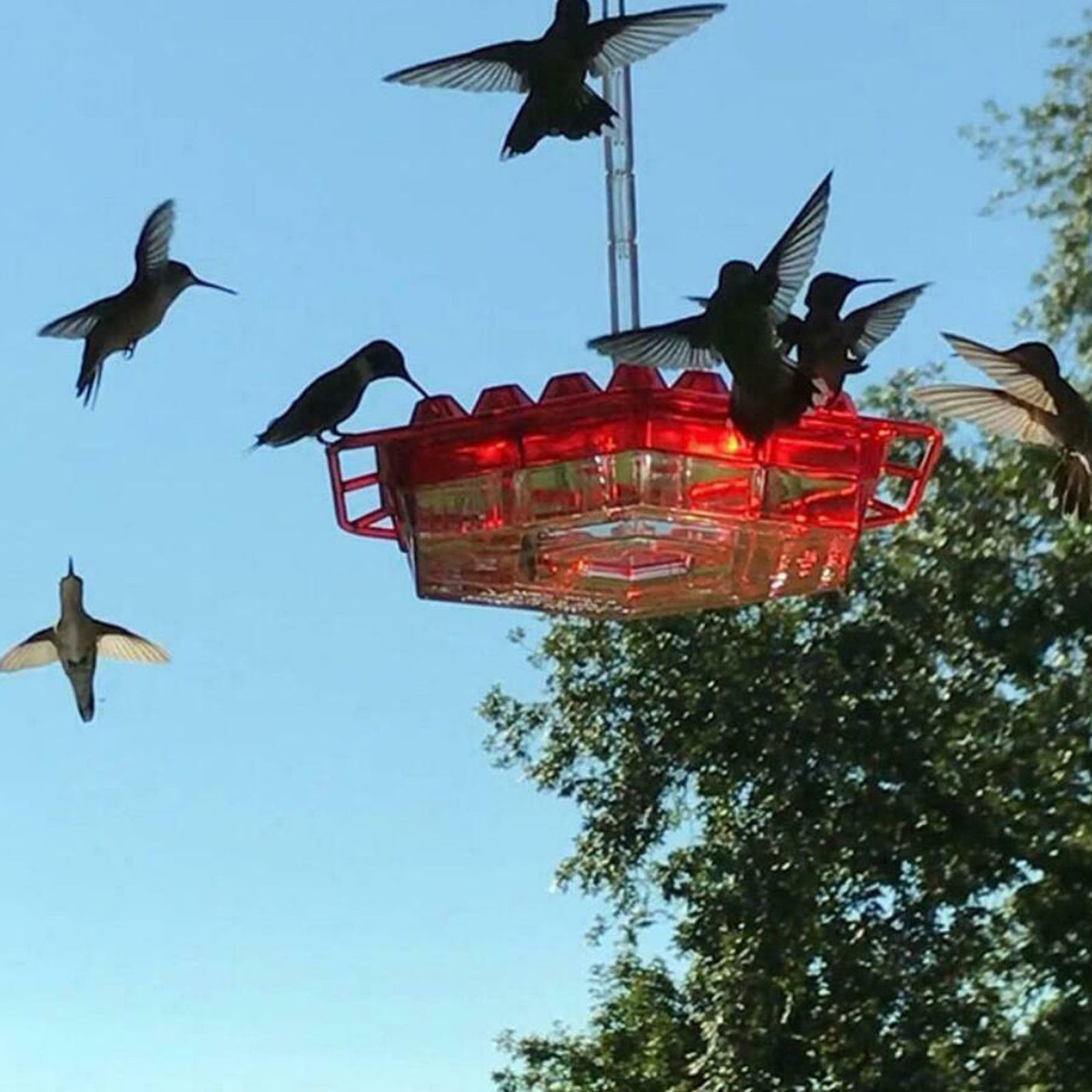 Hummingbird Feeder Flower Bird Feeder Hanging Bird Feeder Hexagon Red Bird Feeder